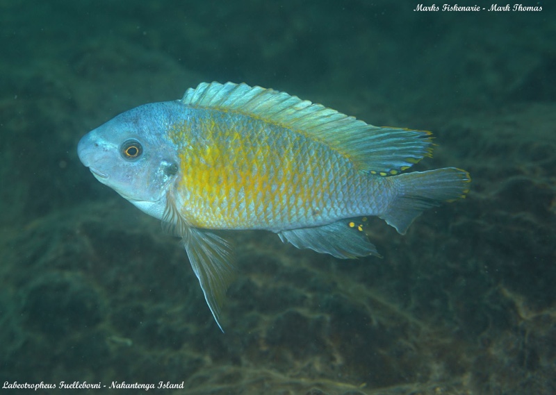 Labeotropheus fuelleborni 'Nakantenga Island'